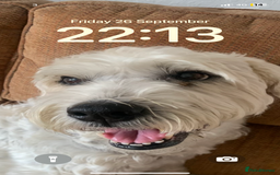 Soft Coated Wheaten Terrier dogs for sale: Murphy - Image 1