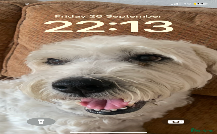 Soft Coated Wheaten Terrier dogs - Advert 1