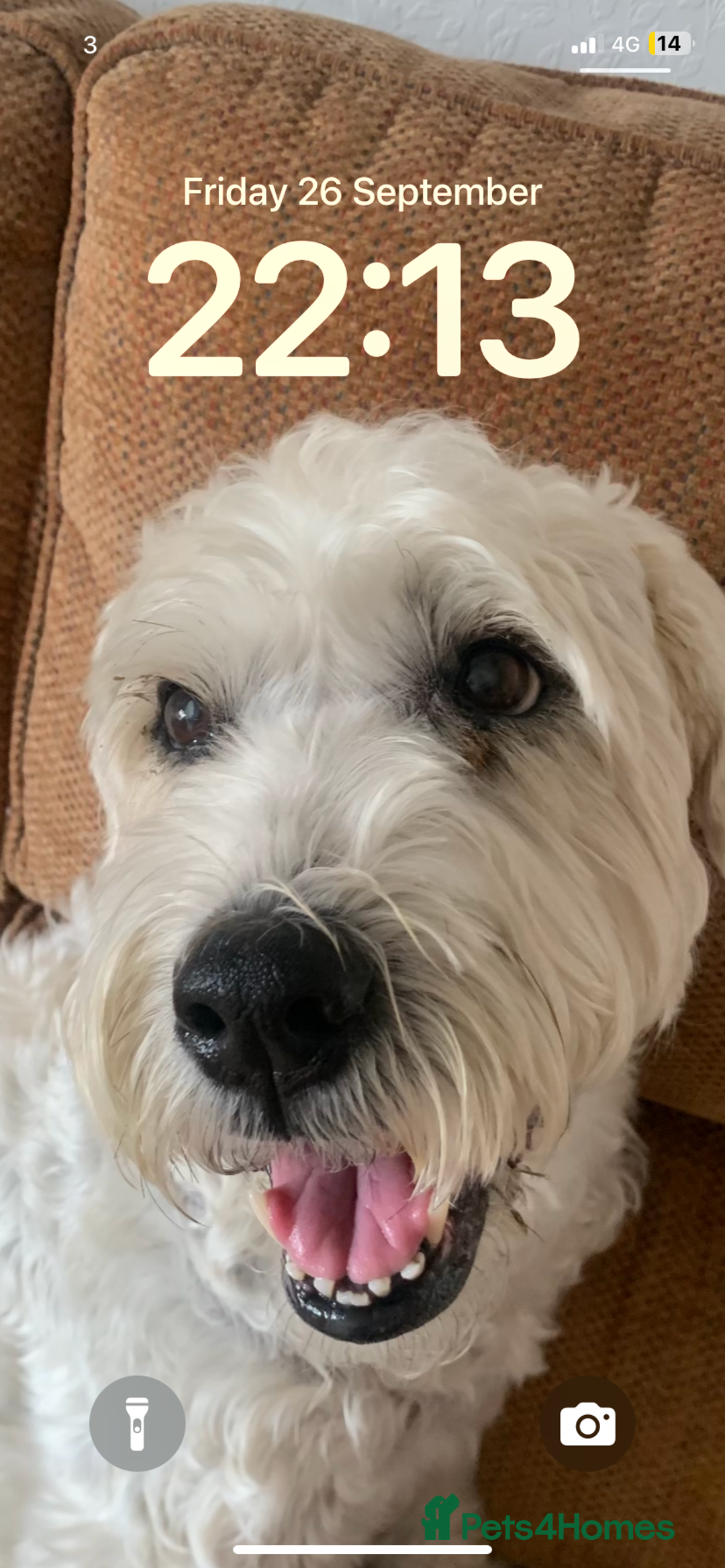 Soft Coated Wheaten Terrier dogs for sale: Murphy - Image 1