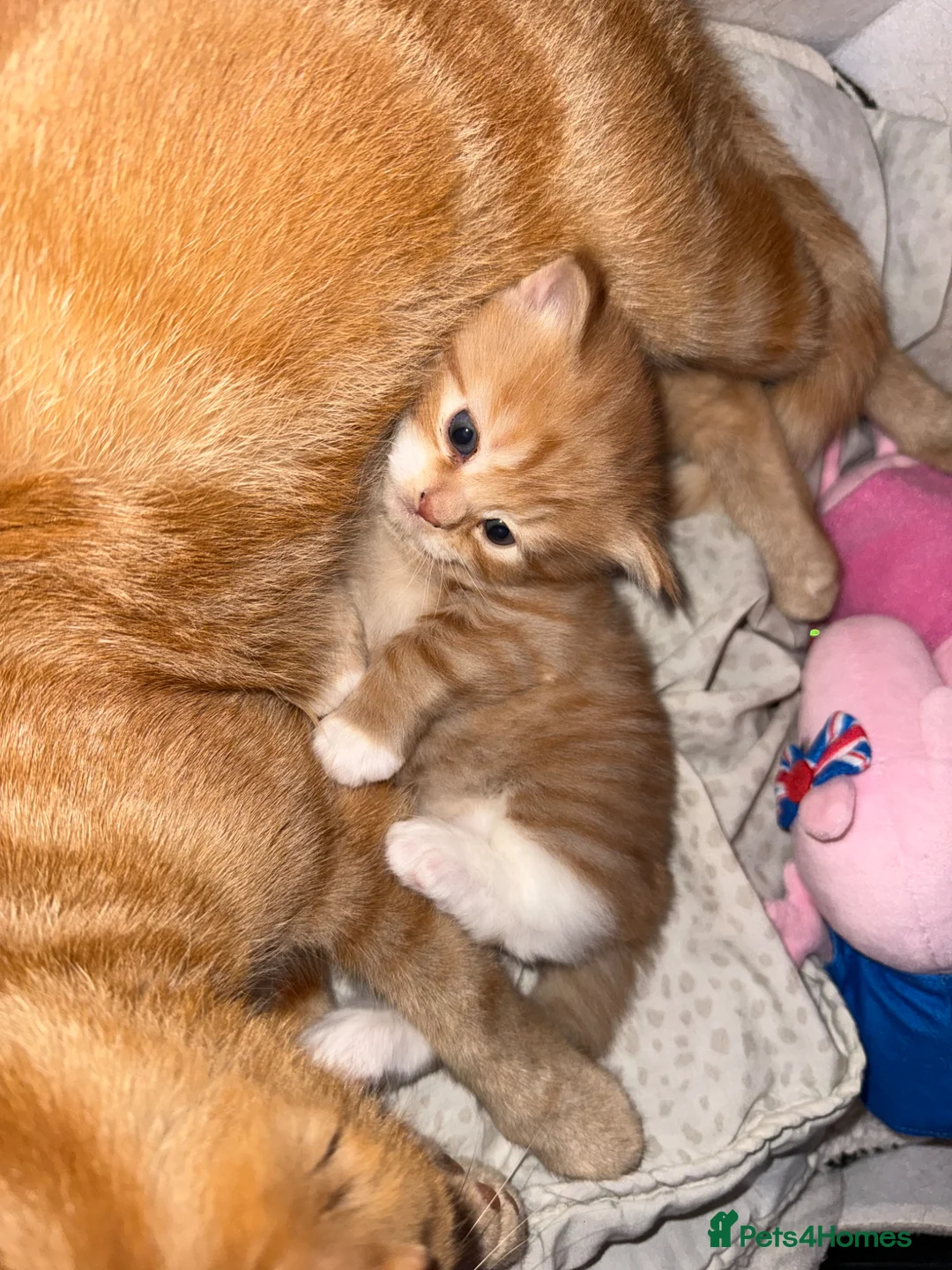 British Shorthair cats for sale: Beautiful ginger kitten  - Advert 1