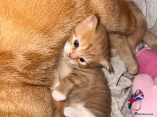British Shorthair cats Beautiful ginger kitten - Advert 16