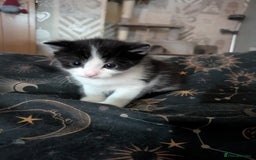 Domestic Shorthair cats for sale: Happy healthy babies  - Image 1