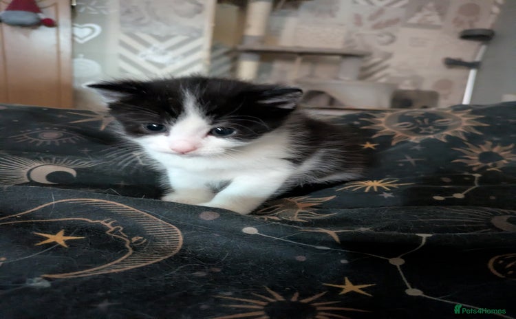 Domestic Shorthair cats - Advert 14