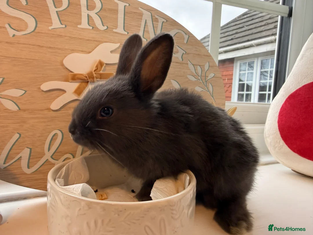 Mixed Breed rabbits for sale: Lion Head x Polish kits for sale (Mixed)  - Advert 4