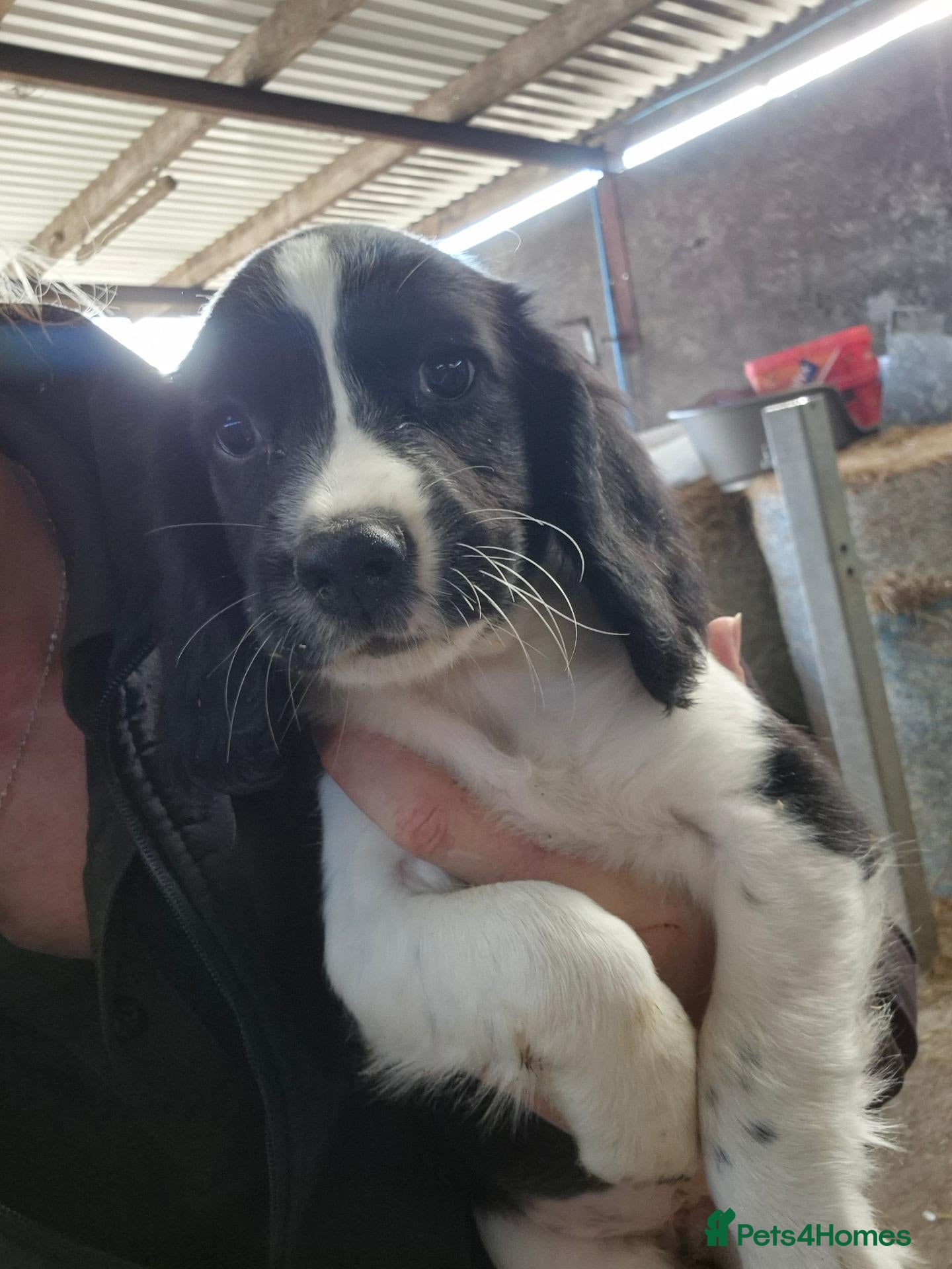 English Springer Spaniel dogs Springer Spaniel Pups READY NOW  - Advert 14