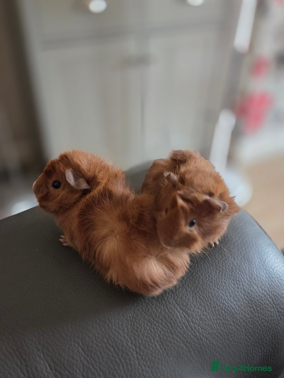 Guinea Pig rodents for sale: Baby female guinea pigs - Image 6