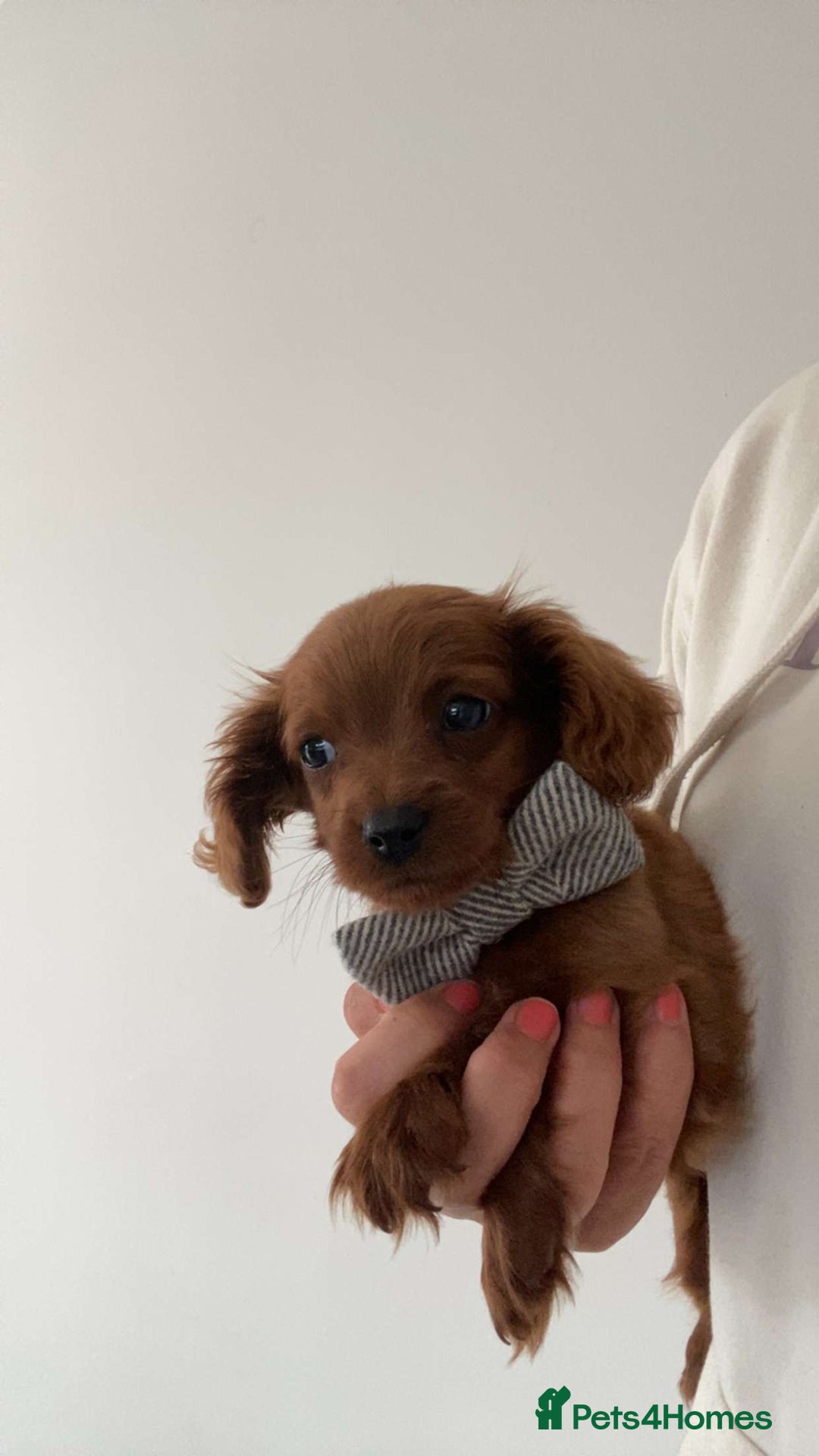 Cavapoo dogs for sale: STANLEY 🎀 - Image 6
