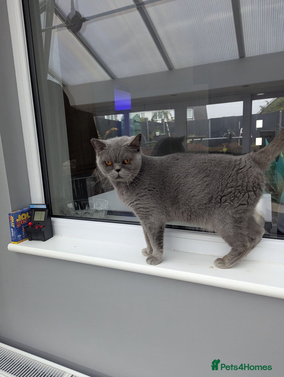 British Shorthair cats for sale: British shorthair female blue older girl - Image 4