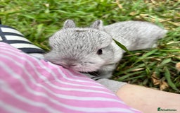 Netherland Dwarf rabbits for sale: Pure neverland dwarfs  - Image 8
