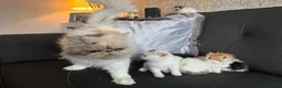 Perdoll cats for sale: Persian x Ragdoll kitten  - Advert 9