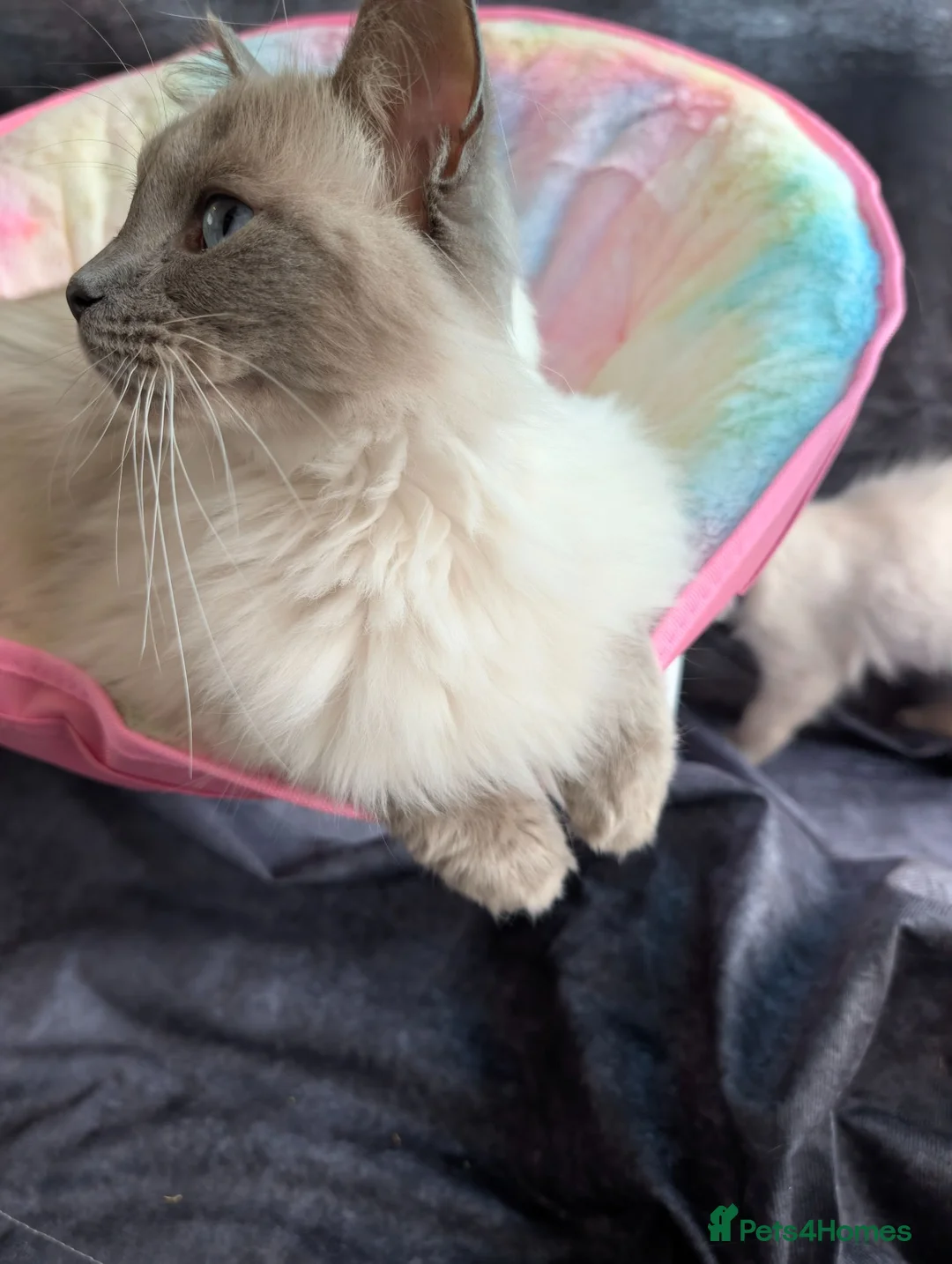 Ragdoll cats for sale: Stunning Blue Point Female - Advert 4