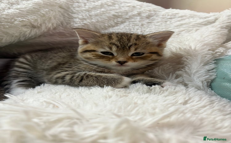 Mixed Breed cats - Advert 17