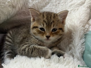 Mixed Breed cats - Advert 16