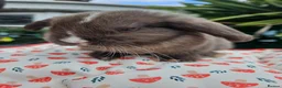 Mini Lop rabbits for sale: Chocolate vm mini lop - Advert 9