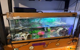 Axolotl reptiles for sale: 3 year old Axolotl with FULL SET UP  - Image 5