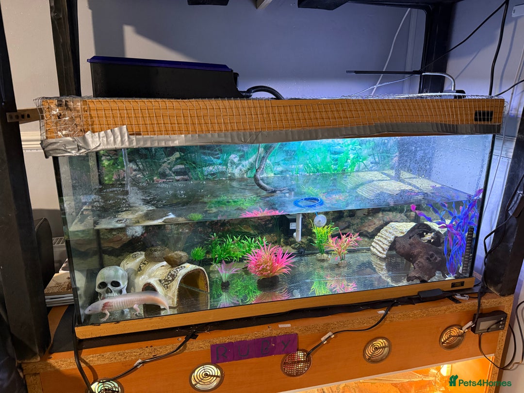 Axolotl reptiles for sale: 3 year old Axolotl with FULL SET UP  - Image 5