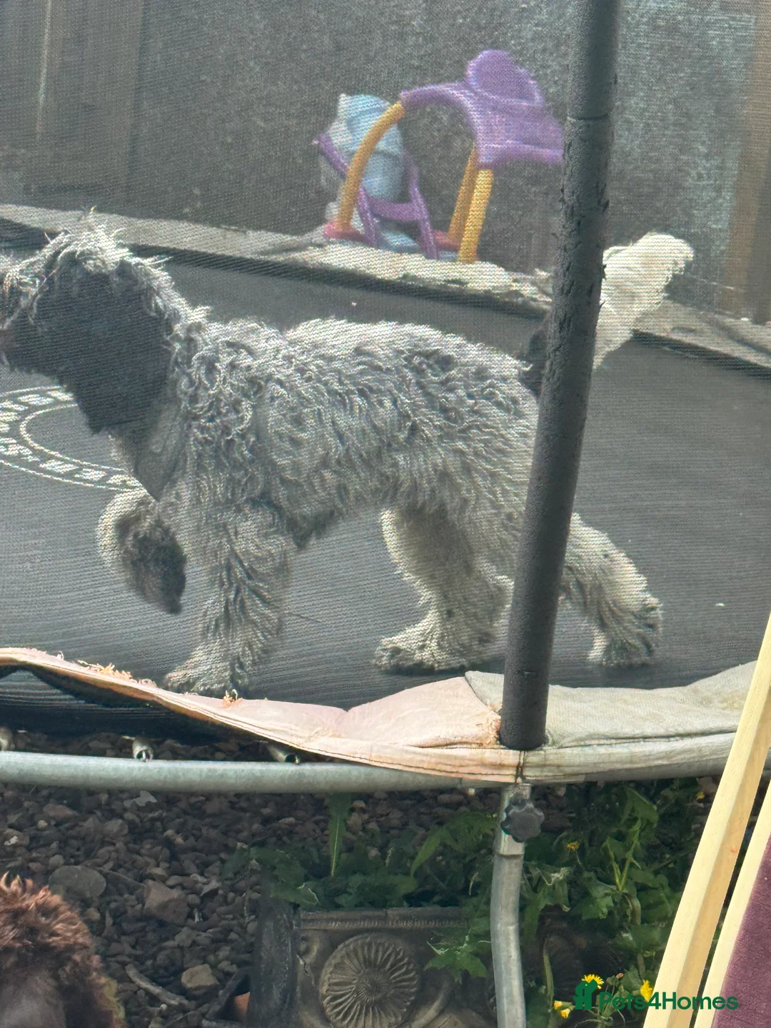 Cockapoo dogs for sale: 9 month old Cockapoo male - Advert 3