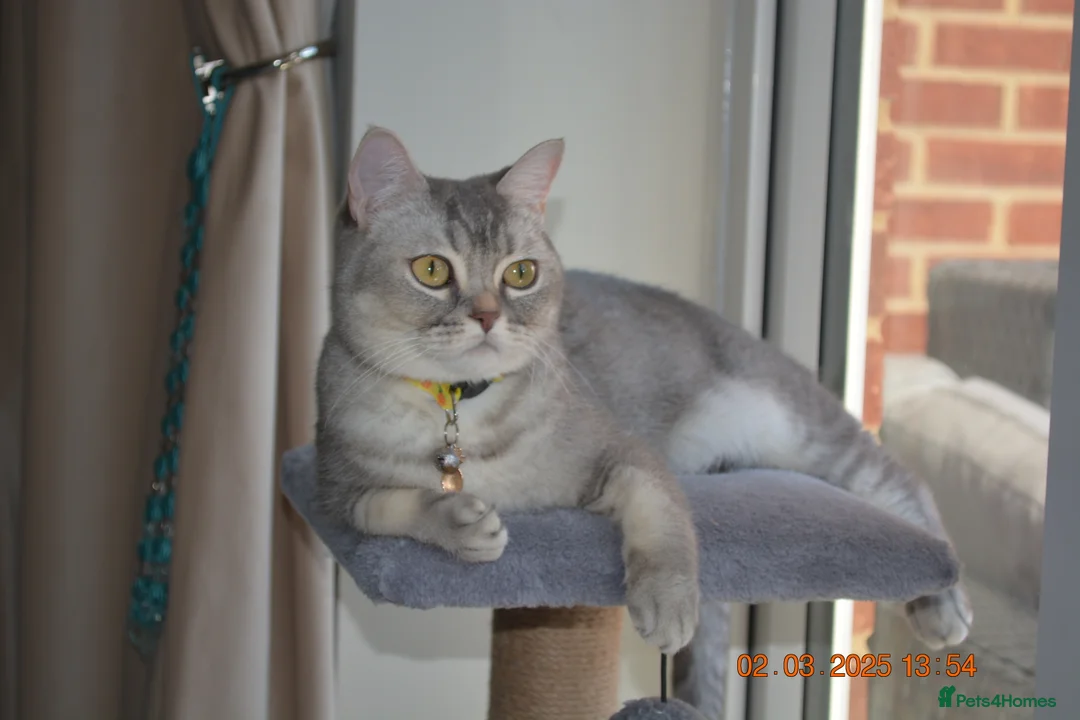 British Shorthair cats for sale: Cute & Playful Kittens for Sale – Vet Checked - Advert 9