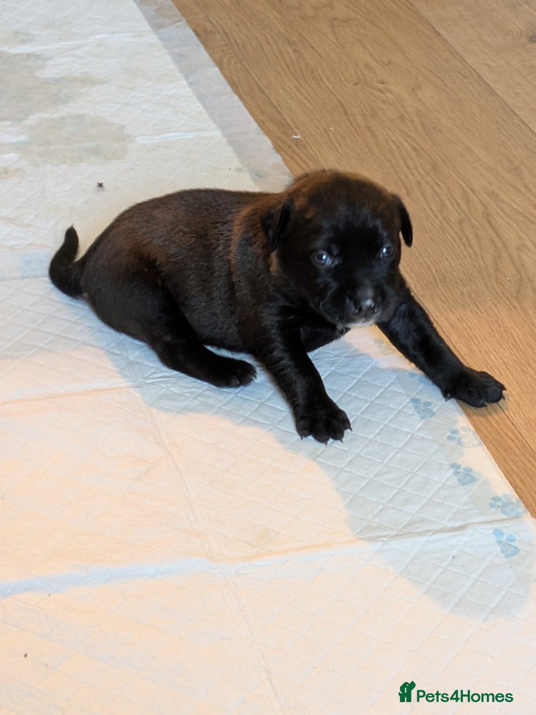 Mixed Breed dogs for sale: Beautiful Labrador x Staffys - Image 14