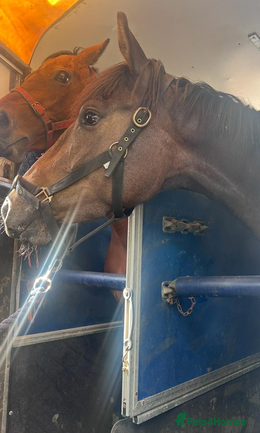 Irish Thoroughbred horses for sale: Lovely 15h mare - Image 12