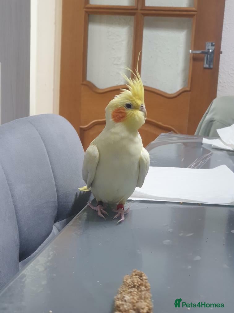 Cockatiels birds Female cockateil for sale!!! - Advert 2