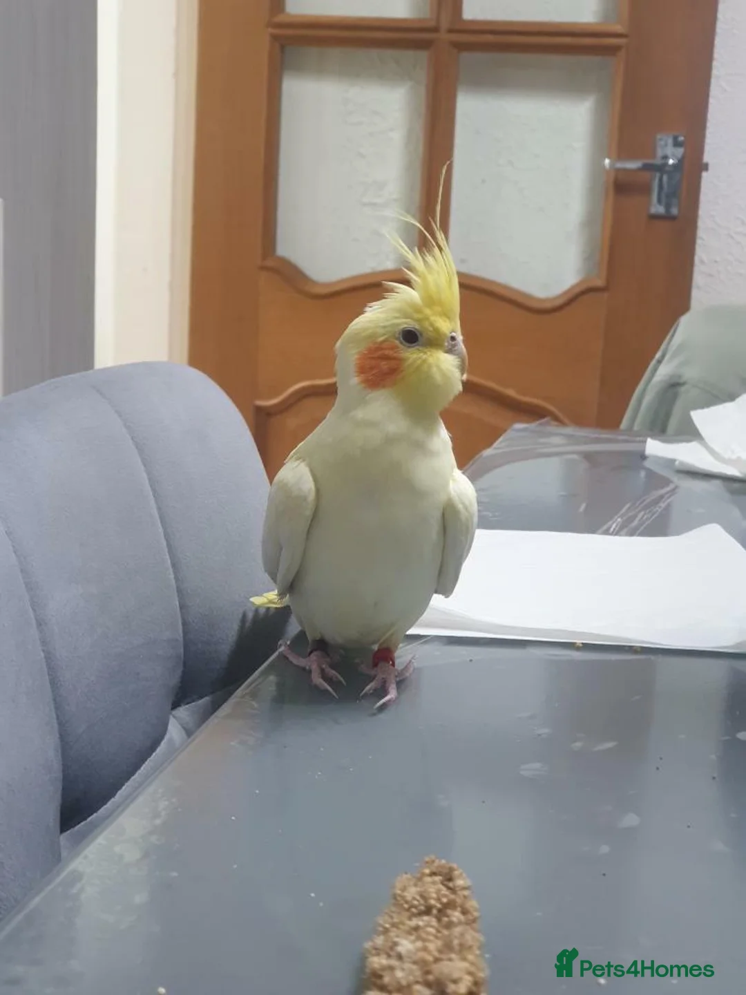 Cockatiels birds for sale: Female cockateil for sale!!! in Stalybridge - Advert 1