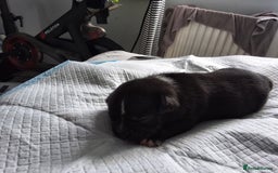 Mixed Breed dogs for sale: Frenchie cross chihuahua  - Image 5