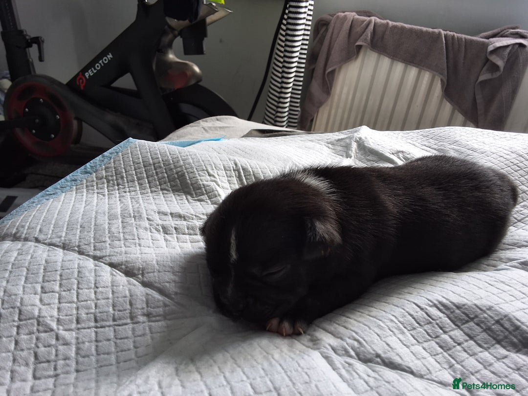 Mixed Breed dogs for sale: Frenchie cross chihuahua  - Image 5