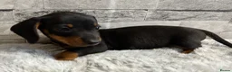 Miniature Dachshund dogs for sale: Miniature dachshund puppies  - Advert 5
