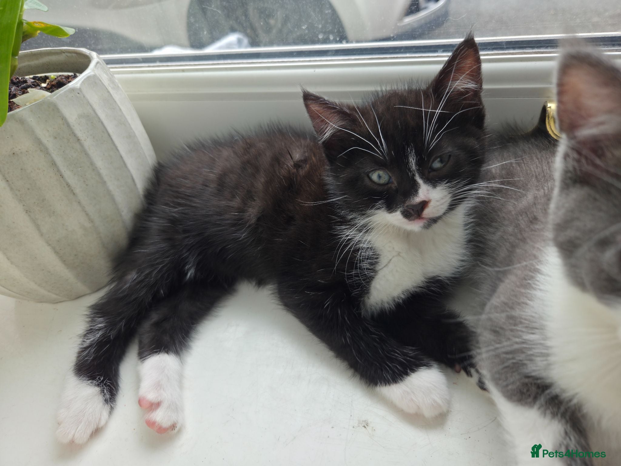 Domestic Shorthair cats Gorgeous Domestic Shorthair Kittens in Torquay - Advert 9