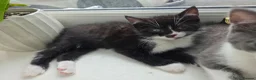 Domestic Shorthair cats for sale: Gorgeous Domestic Shorthair Kittens in Torquay in Torquay - Advert 1