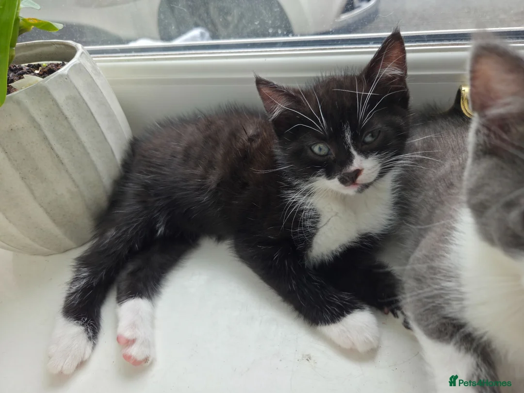 Domestic Shorthair cats for sale: Gorgeous Domestic Shorthair Kittens in Torquay in Torquay - Advert 1