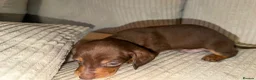 Dachshund dogs for sale: Adorable Dachshund Puppies in Nottingham - Advert 10