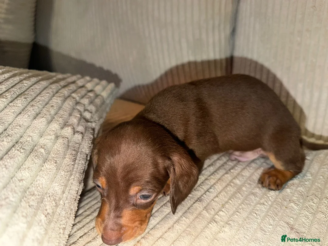 Dachshund dogs for sale: Adorable Dachshund Puppies in Nottingham - Advert 10
