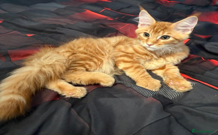 Maine Coon cats - Advert 1