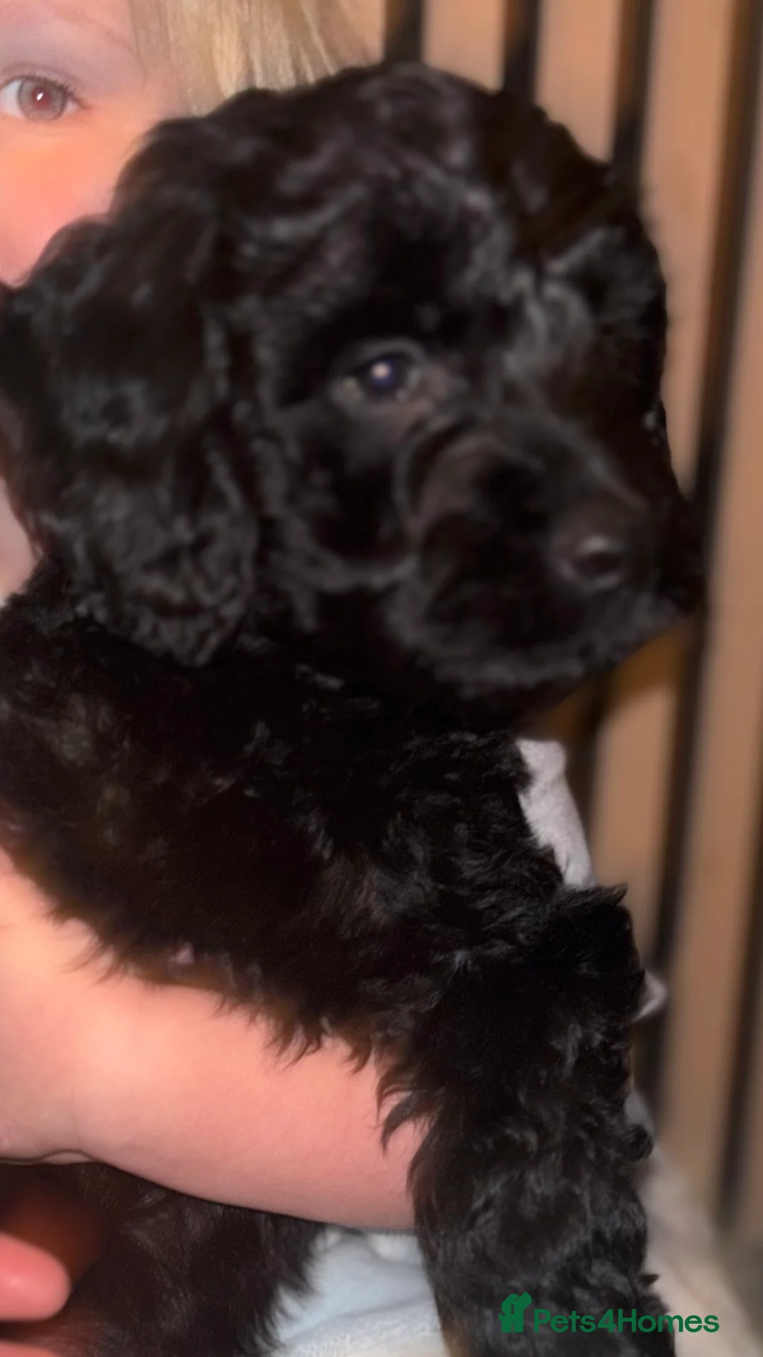 Cockapoo dogs for sale: 1 Male F1B Cockapoo looking for forever home 🐾 - Advert 2