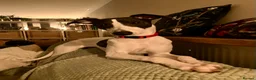 Whippet dogs for sale: Whippet puppy - 7 months - Advert 2