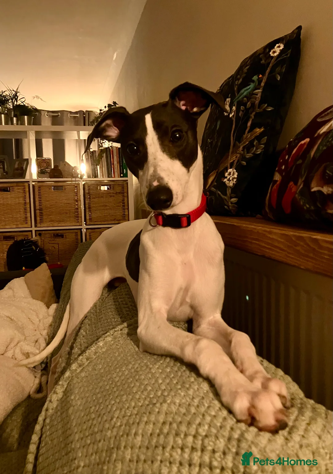 Whippet dogs for sale: Whippet puppy - 7 months - Advert 2