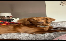 Goldendoodle dogs for stud: Beautiful deep Red goldendoodle for stud  - Image 6