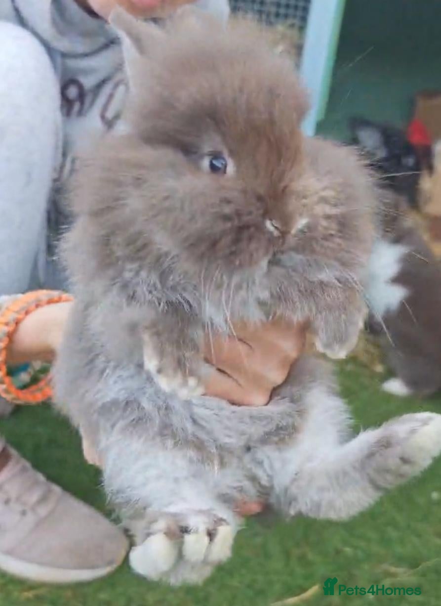 Mixed Breed rabbits for sale: Angora lion head ready 2weeks - Advert 7