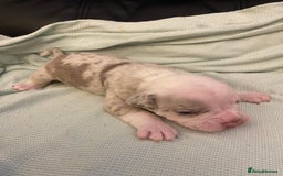 Mixed Breed dogs for sale: Old Tyme bulldogs puppies for sale.  - Image 5