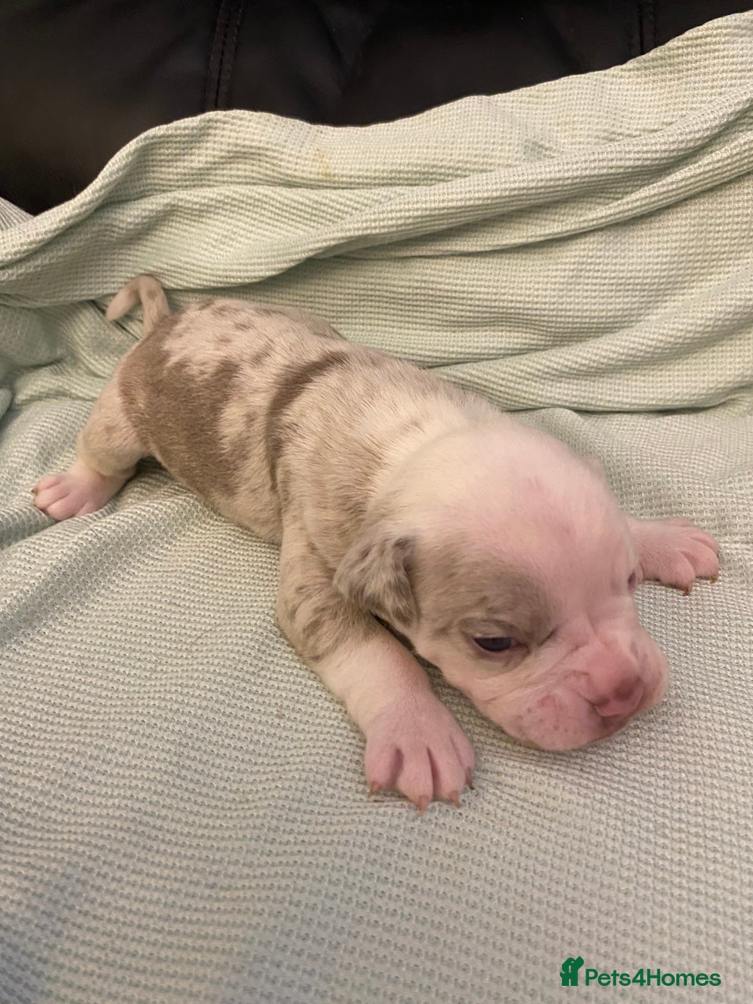 Mixed Breed dogs for sale: Old Tyme bulldogs puppies for sale.  - Image 5