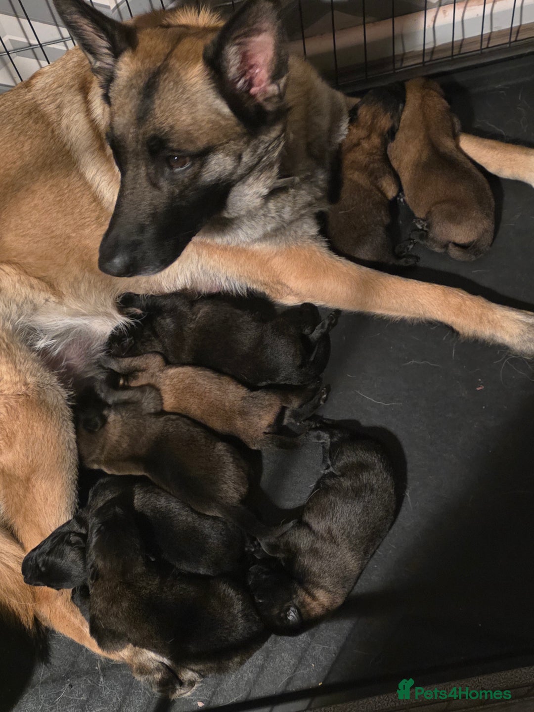 Belgian Shepherd Dog dogs for sale: belguim malinois free training provided - Image 7