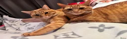 British Longhair cats for sale: Two ginger twin sisters free to a new home  - Advert 4