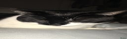 Domestic Shorthair cats for sale: 2 black & white sisters  - Advert 4