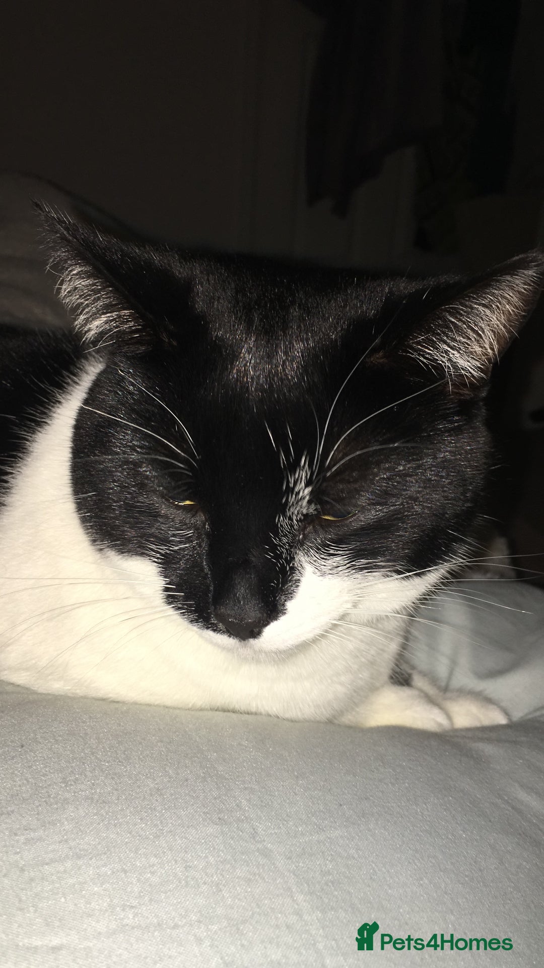 Domestic Shorthair cats for sale: 2 black & white sisters  - Advert 4