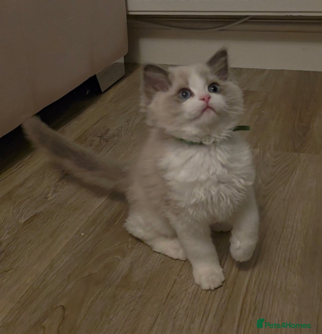Ragdoll cats for sale: READY TO LEAVE 😻 tica registered Ragdoll Kitten   - Advert 6