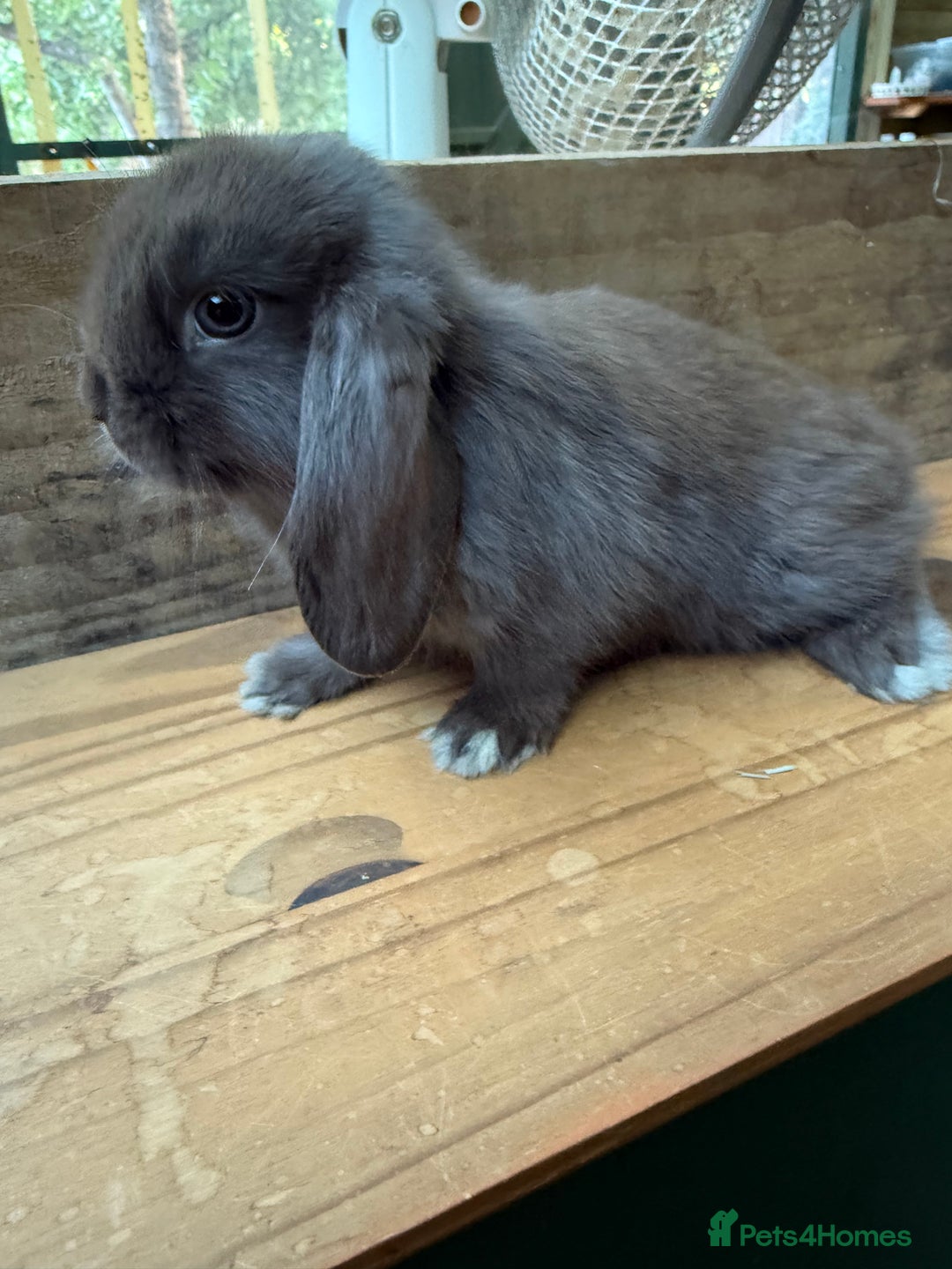 Mini Lop rabbits for sale: MINI LOP BUNNIES - PEDIGREE  - Image 39