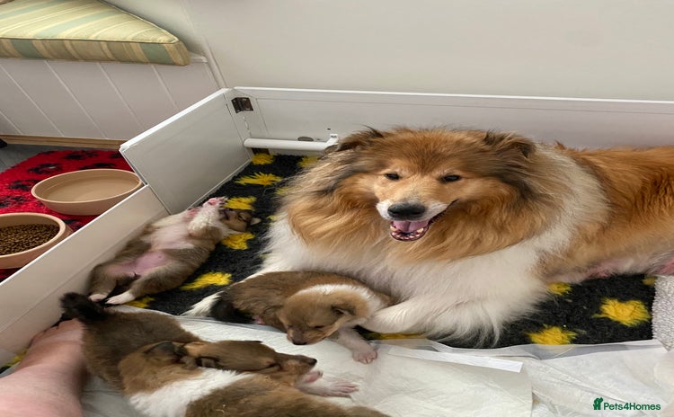 Rough Collie dogs - Advert 1