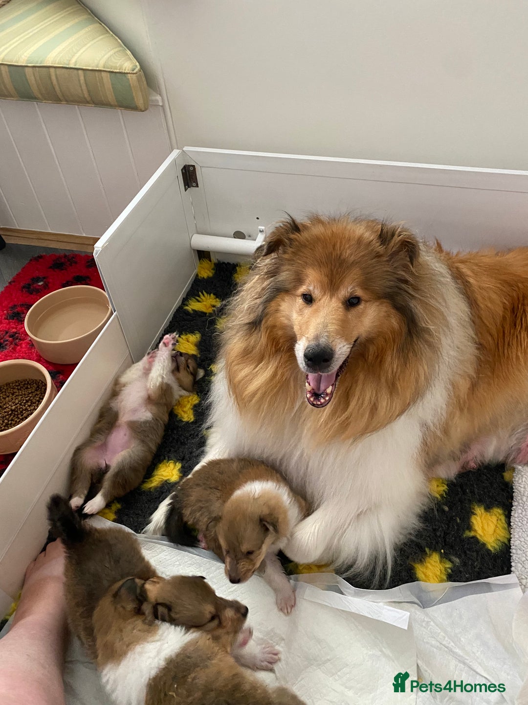 Rough Collie dogs for sale: ROUGH COLLIE  SABLE AND WHITE MALE PUPPIES - Image 1